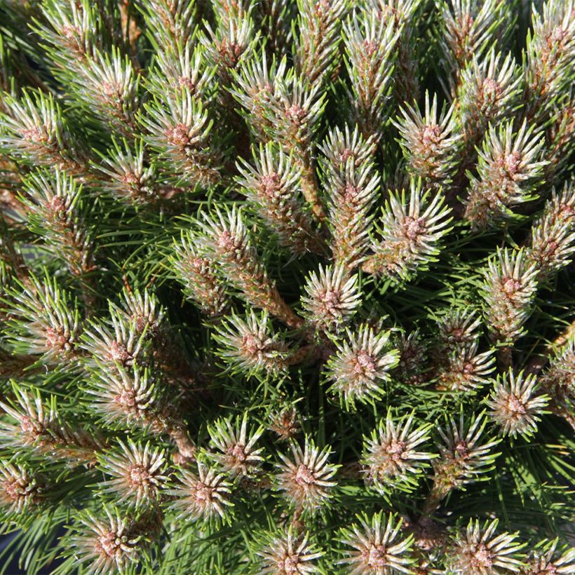 Pinus nigra Marie Brégeon (Fogliame)