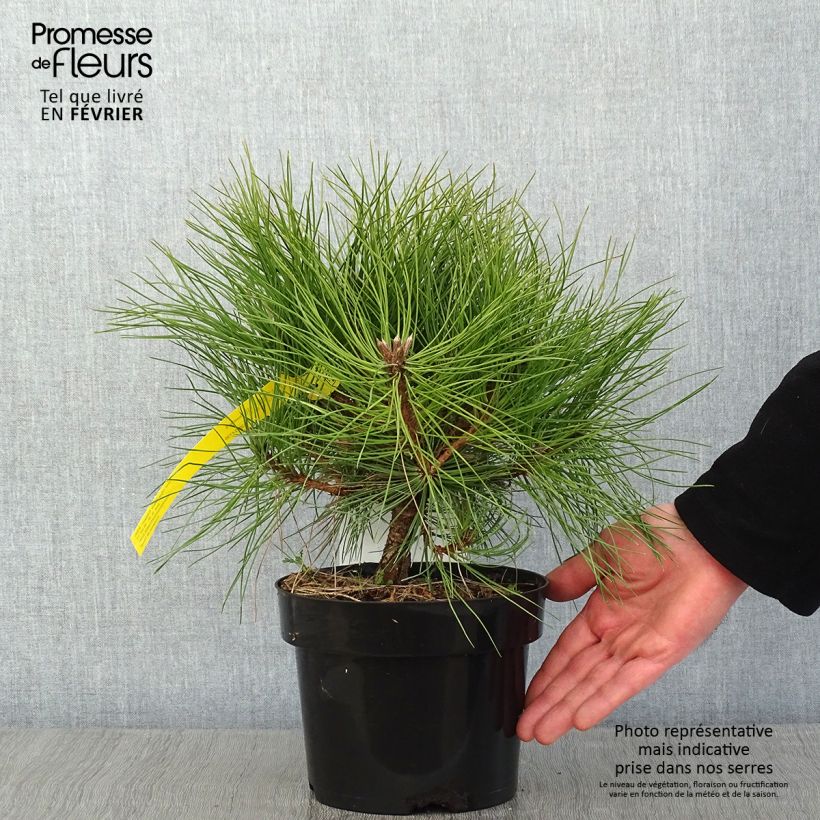 Pin noir - Pinus nigra Marie Brégéon en pot de 2L/3L esemplare consegnato in inverno