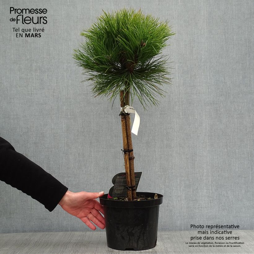 Pin noir - Pinus nigra Marie Brégéon sur tige en pot de 4L/5L esemplare consegnato in inverno