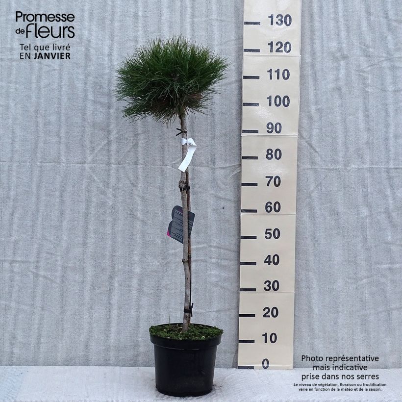 Pin noir - Pinus nigra Marie Brégéon sur tige en pot de 7,5L/10L esemplare consegnato in inverno