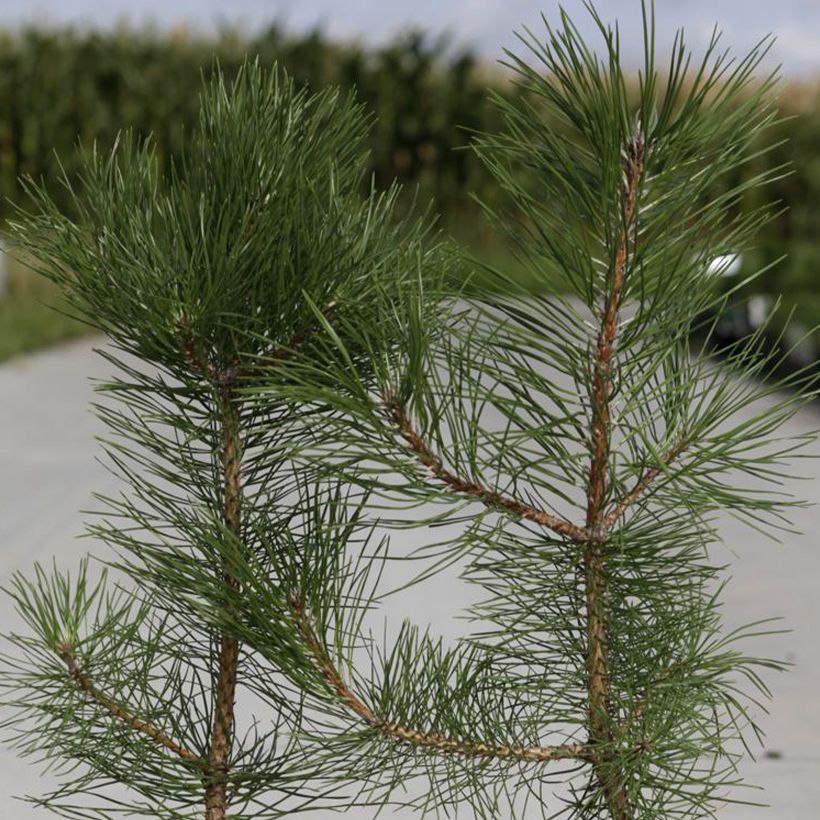 Pinus nigra nigra (Fogliame)