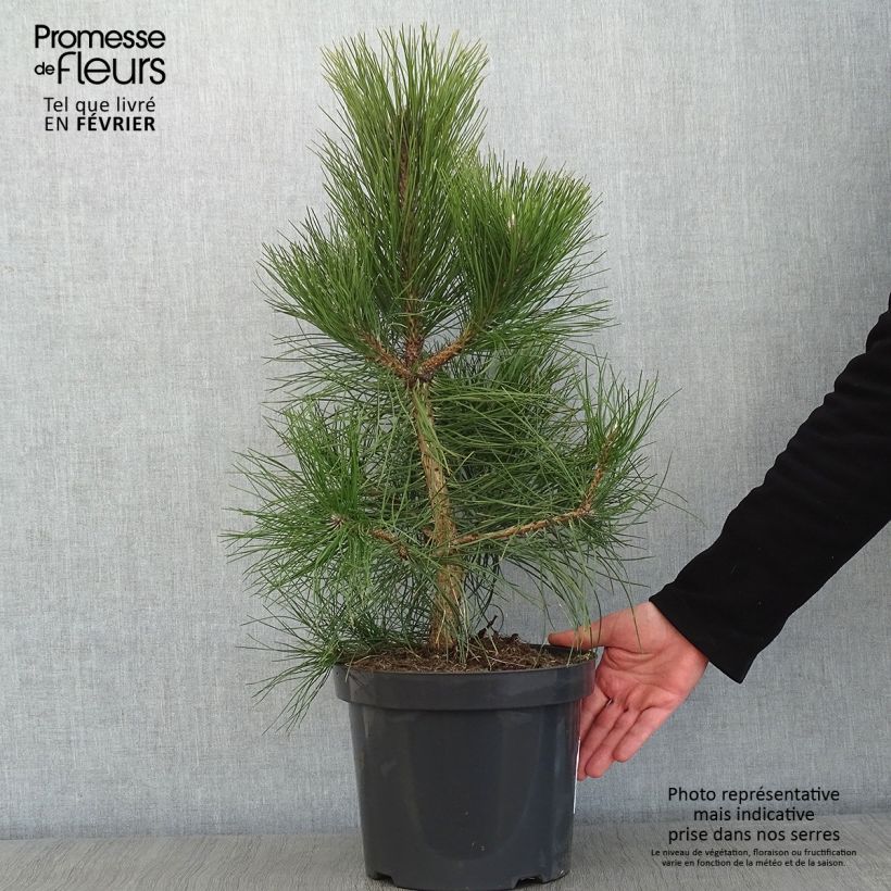 Pin noir d'Autriche - Pinus nigra nigra en pot de 7,5L/10L esemplare consegnato in inverno