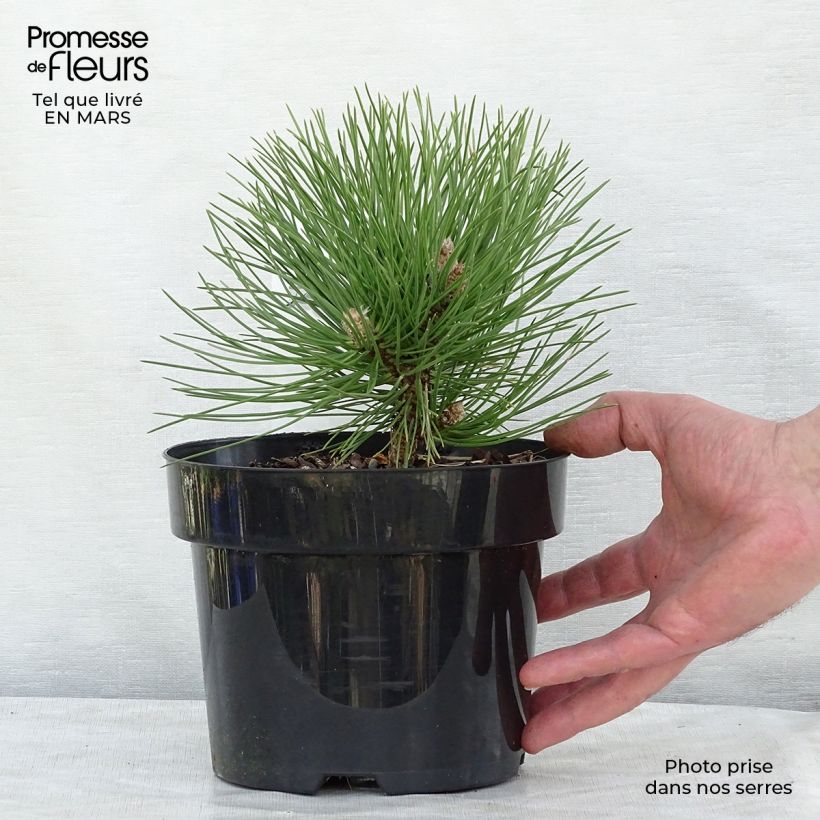 Pin noir nain - Pinus nigra Nana en pot de 2L/3L esemplare consegnato in inverno