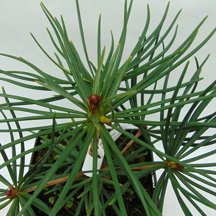 Sciadopitys verticillata (Fogliame)