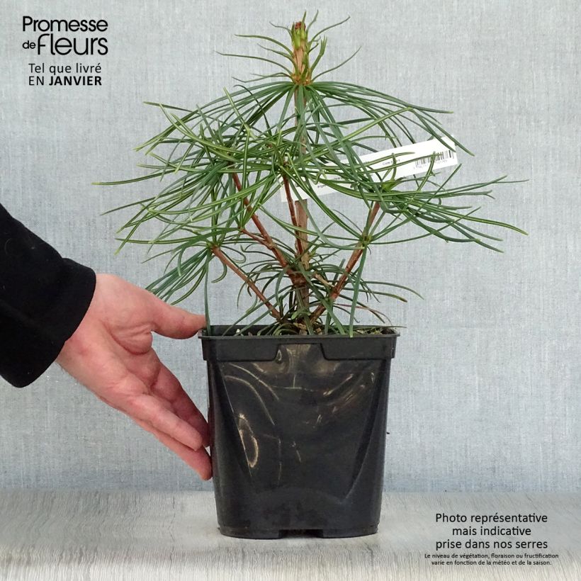 Pin parasol du japon - Sciadopitys verticillata Pot de 2L/3L esemplare consegnato in inverno