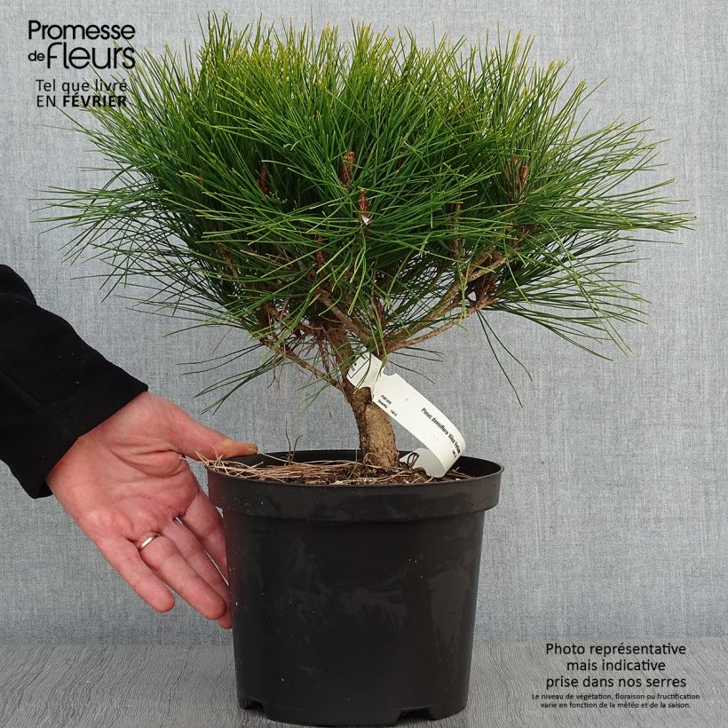 Pin rouge du Japon - Pinus densiflora Alice Verkade                 Pot de 4L/5L esemplare consegnato in inverno