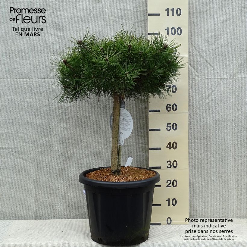 Pin rouge du Japon - Pinus densiflora Low Glow Pot de 7,5L/10L Tige de 40 cm esemplare consegnato in inverno