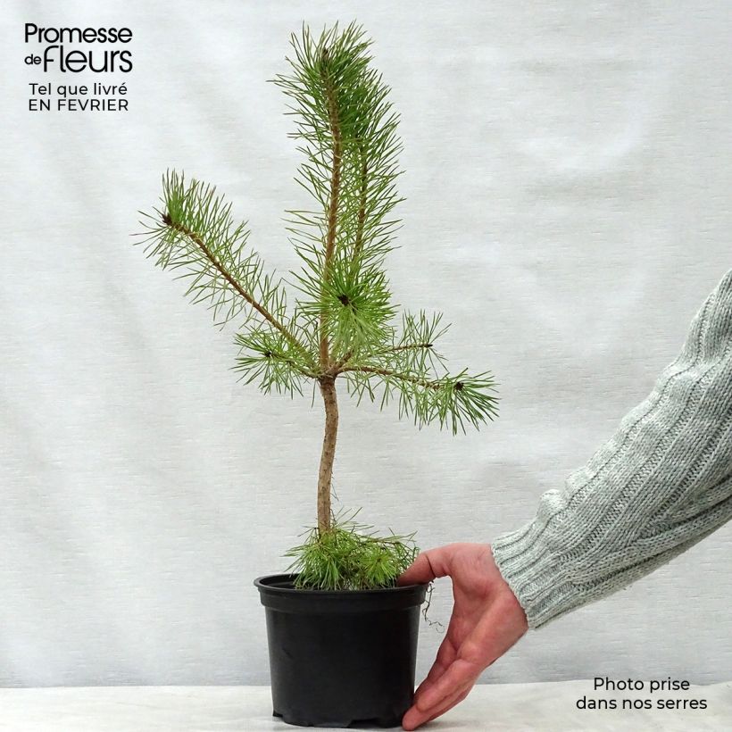 Pin sylvestre - Pinus sylvestris en pot de 2/3L esemplare consegnato in inverno