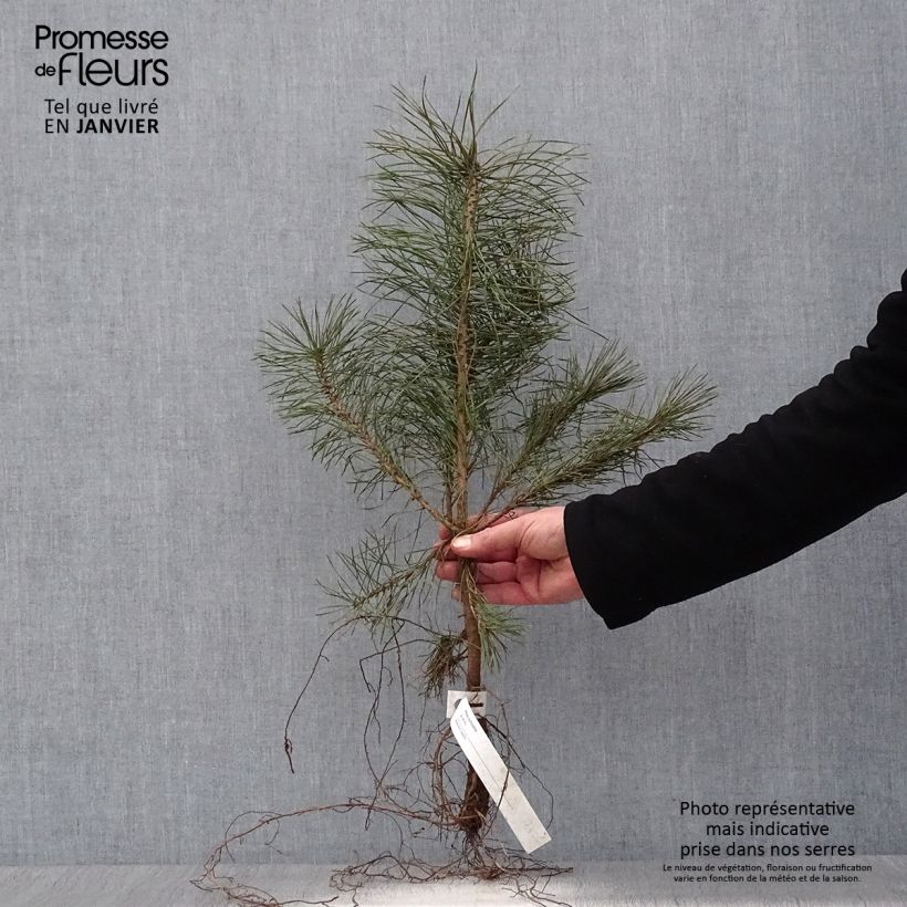 Pin sylvestre - Pinus sylvestris en racines nues 30/50cm esemplare consegnato in inverno