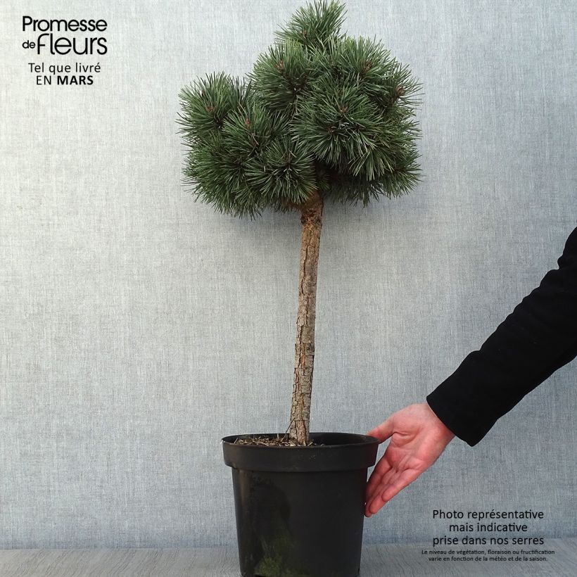 Pin sylvestre nain - Pinus sylvestris Doone Valley Pot de 7,5L/10L esemplare consegnato in inverno