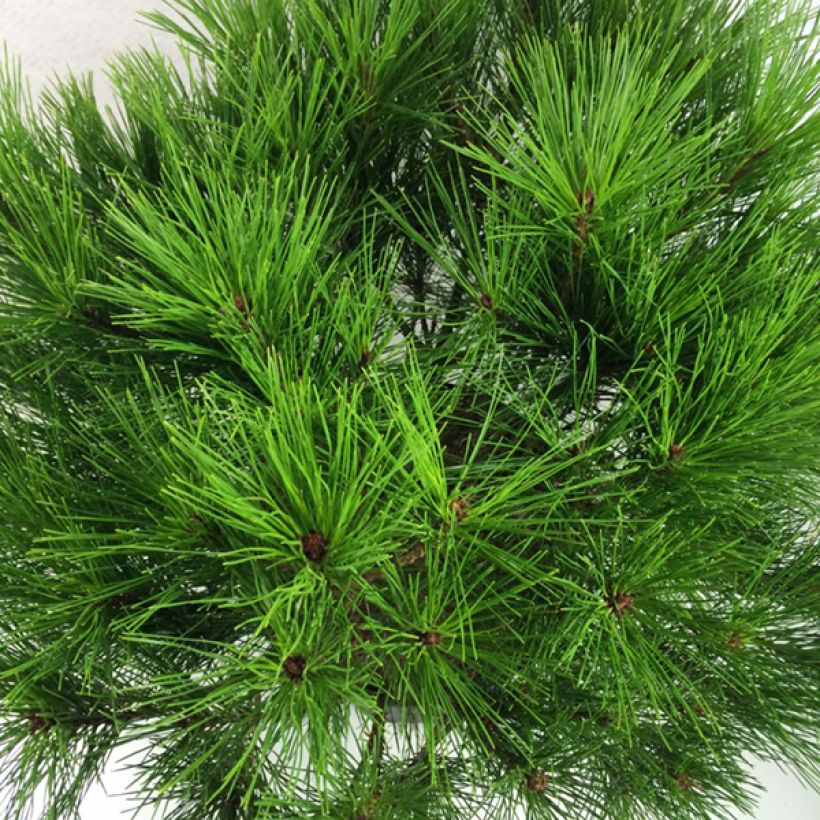 Pinus densiflora Alice Verkade (Fogliame)