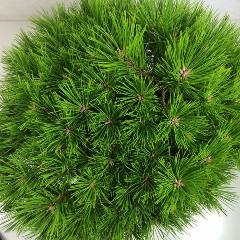 Pinus densiflora Low Glow (Fogliame)