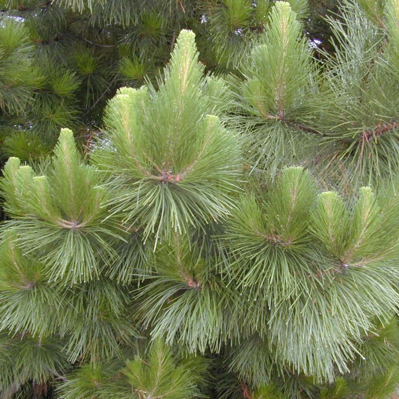 Pinus insignis - Pino di Monterey (Fogliame)