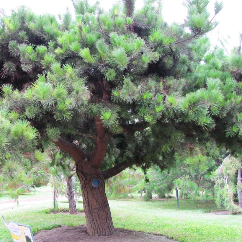 Pinus insignis - Pino di Monterey (Porto)