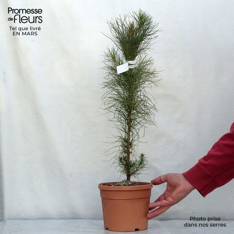 Pinus insignis (radiata) - Pin de Monterey pot de 3L esemplare consegnato in inverno