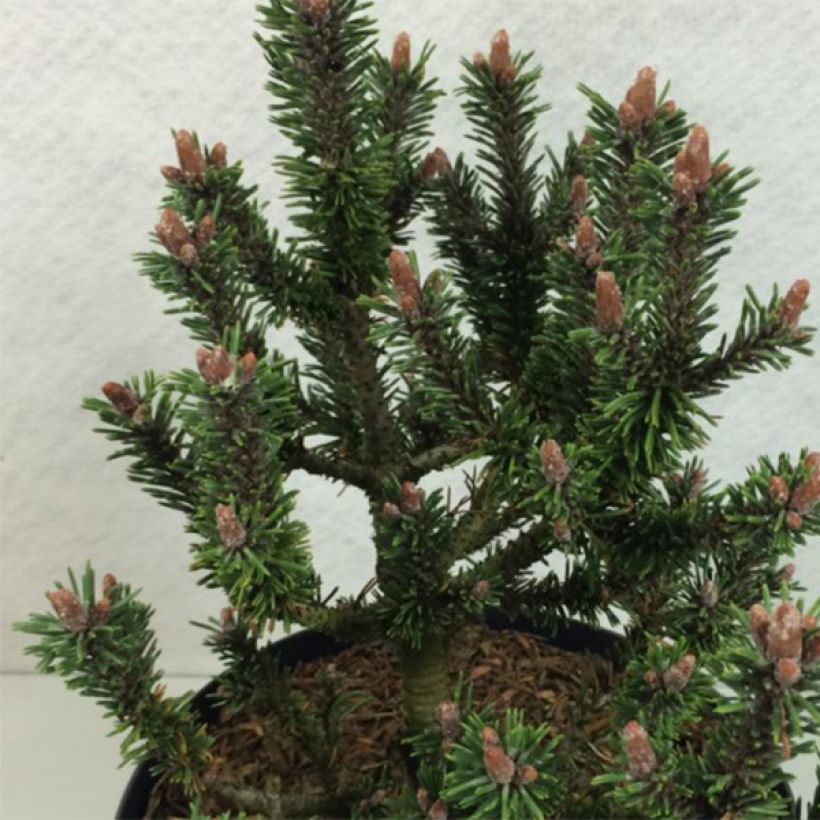 Pinus mugo Kissen (Fogliame)