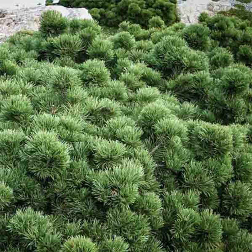 Pinus mugo Lilliput (Fogliame)