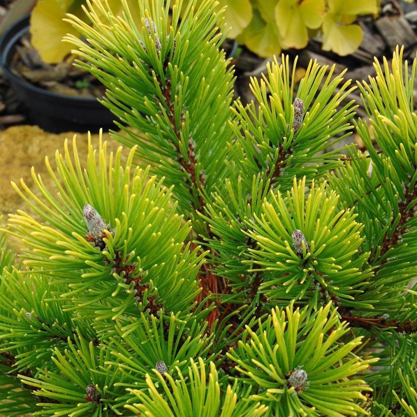 Pinus mugo Winter Gold (Fogliame)