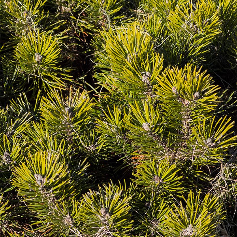 Pinus mugo var.pumilio (Fogliame)