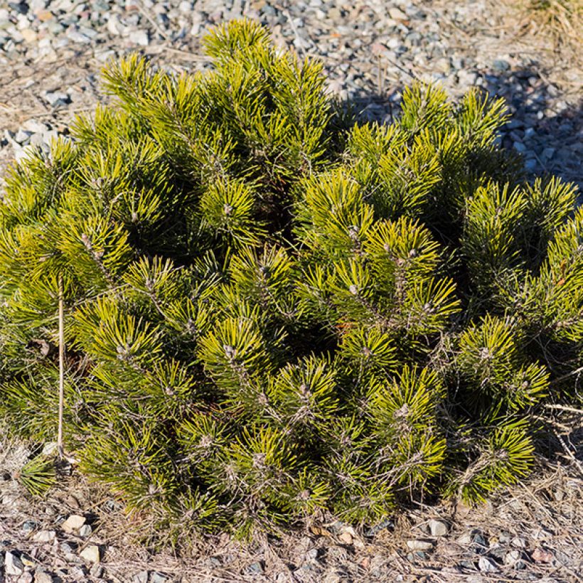 Pinus mugo var.pumilio (Porto)