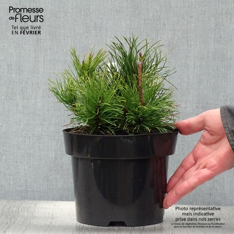 Pinus mugo pumilio - Pot de 3L                     esemplare consegnato in inverno