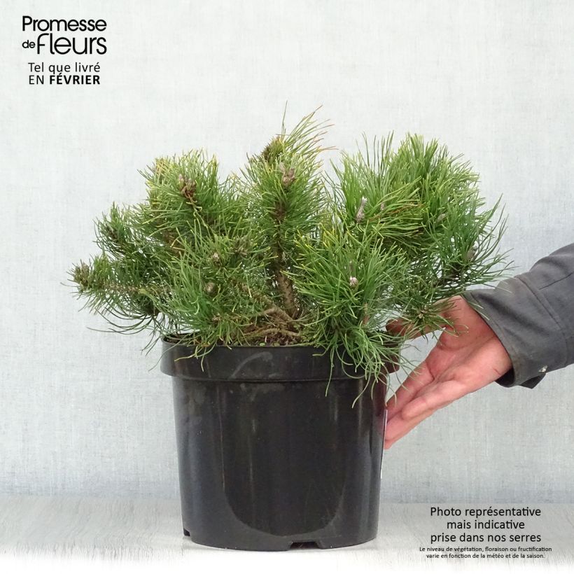 Pinus mugo pumilio - Pot de 7,5L esemplare consegnato in inverno