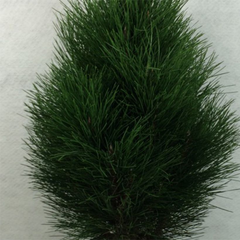 Pinus nigra Green Tower (Fogliame)