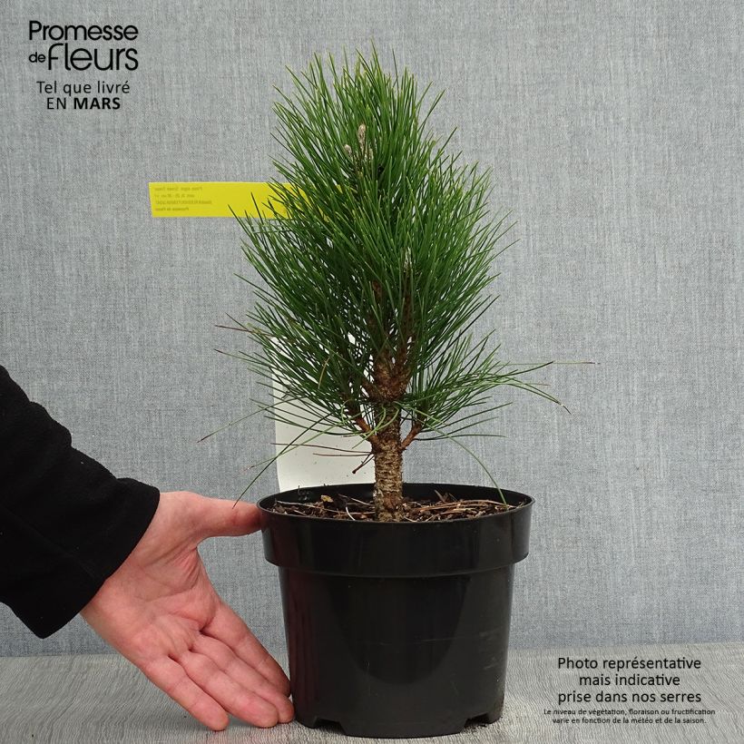 Pinus nigra Green Tower - Pin noir en pot de 2l/3l esemplare consegnato in inverno