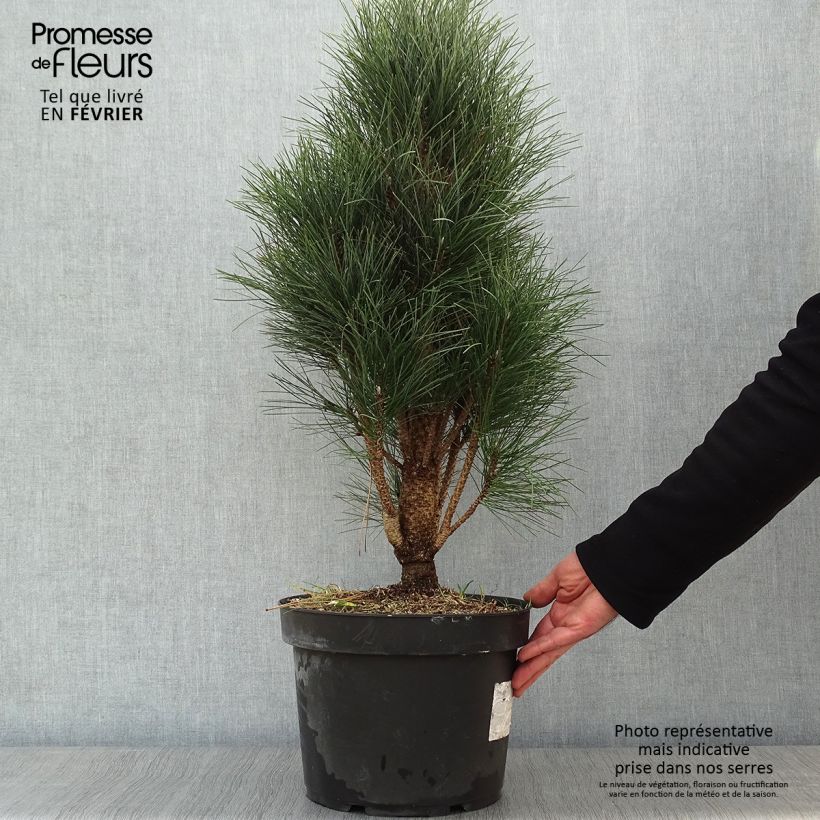 Pinus nigra Green Tower - Pin noir en pot de 7,5/10L esemplare consegnato in inverno