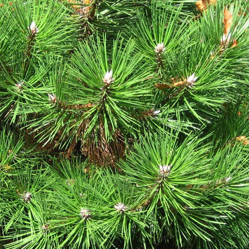 Pinus nigra Nana (Fogliame)