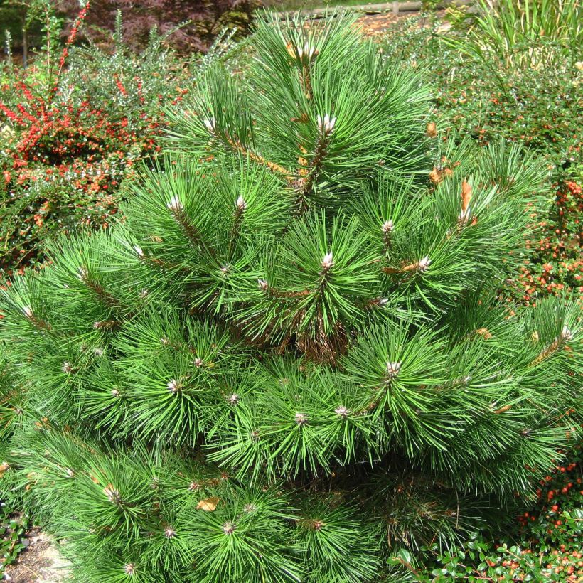 Pinus nigra Nana (Porto)