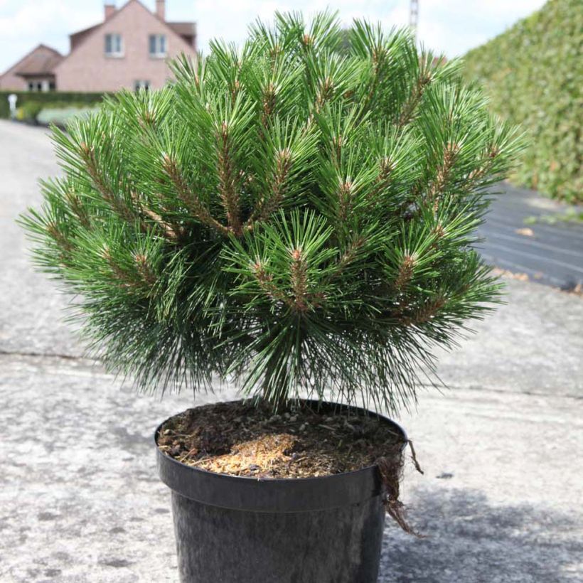 Pinus nigra Brégeon (Porto)