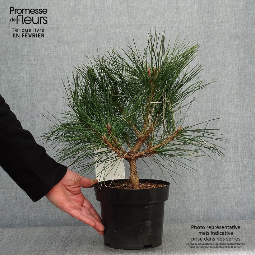 Pinus nigra Pierrick Brégeon en pot de 3L - Pin noir esemplare consegnato in inverno