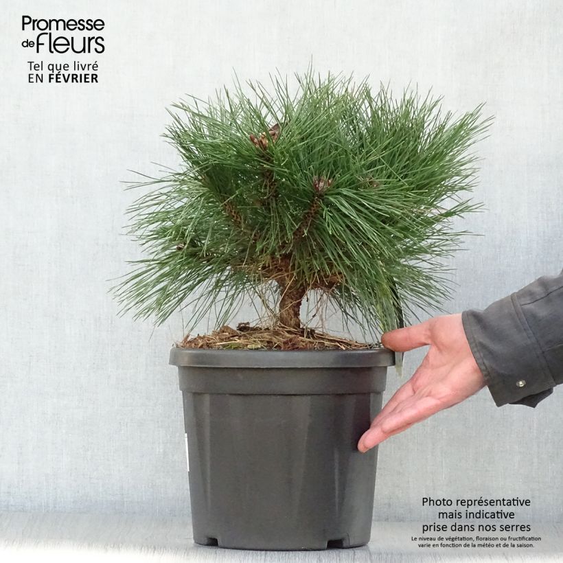 Pinus nigra Pierrick Brégeon en pot de 7.5L - Pin noir esemplare consegnato in inverno