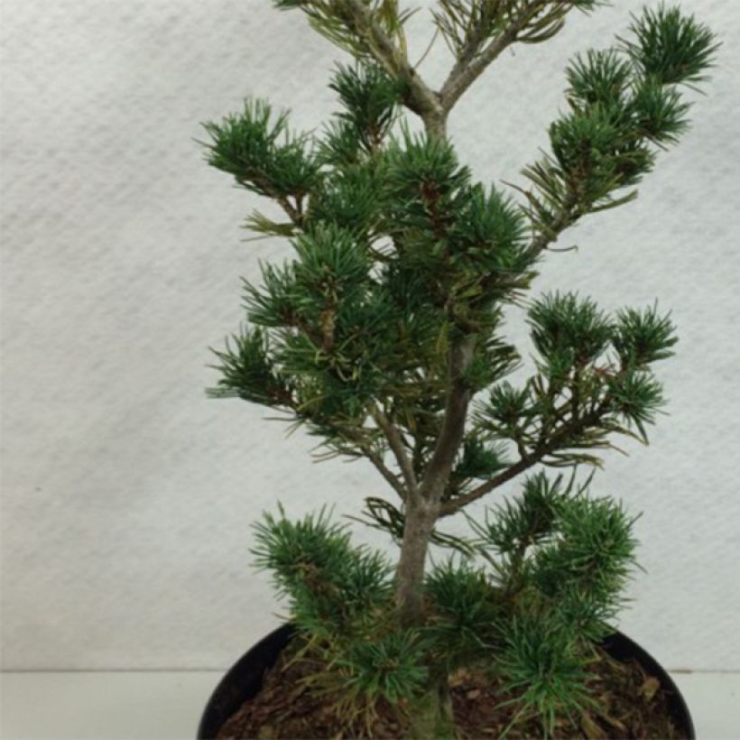 Pinus parviflora Adcock's Pyramid (Fogliame)