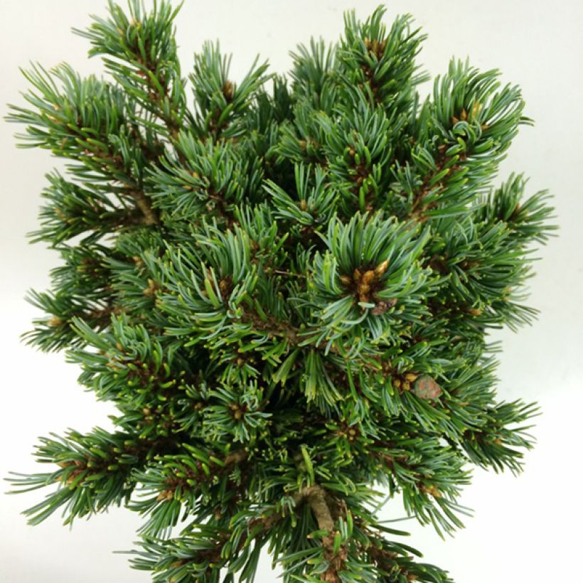 Pinus parviflora Beran (Fogliame)