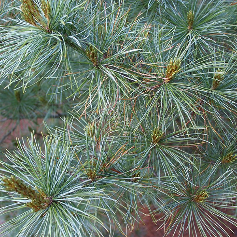 Pinus parviflora Bergman (Fogliame)