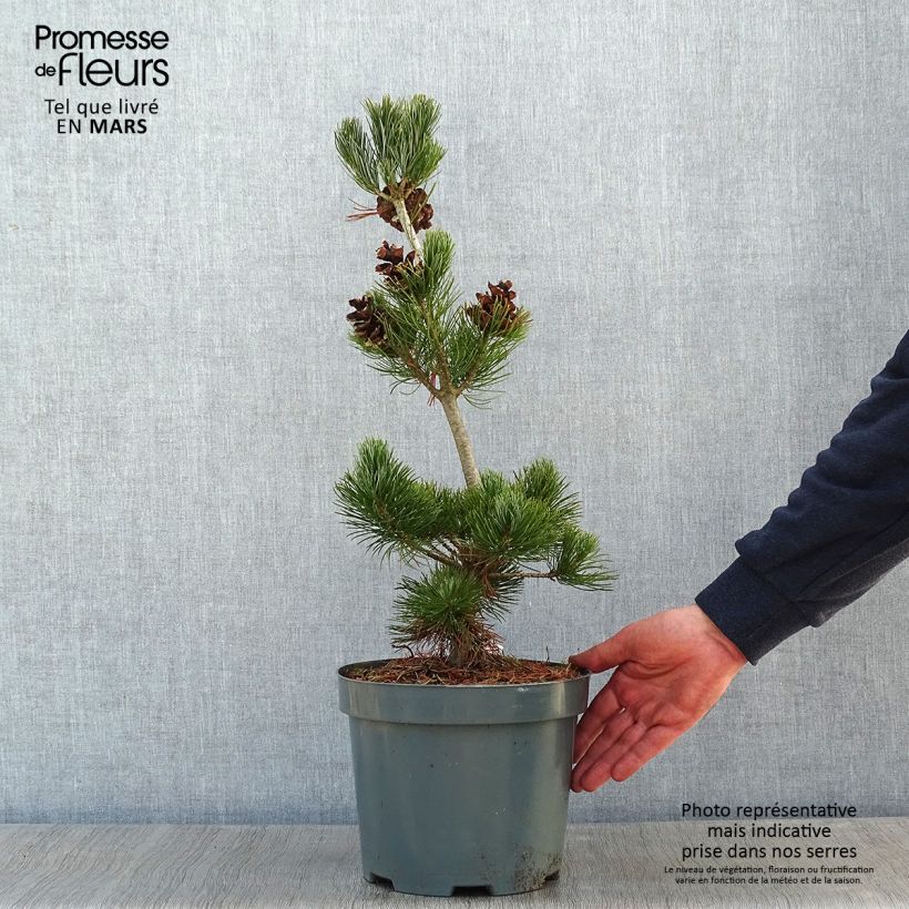 Pinus parviflora Glauca - Pin blanc du Japon Pot de 4L/5L esemplare consegnato in inverno