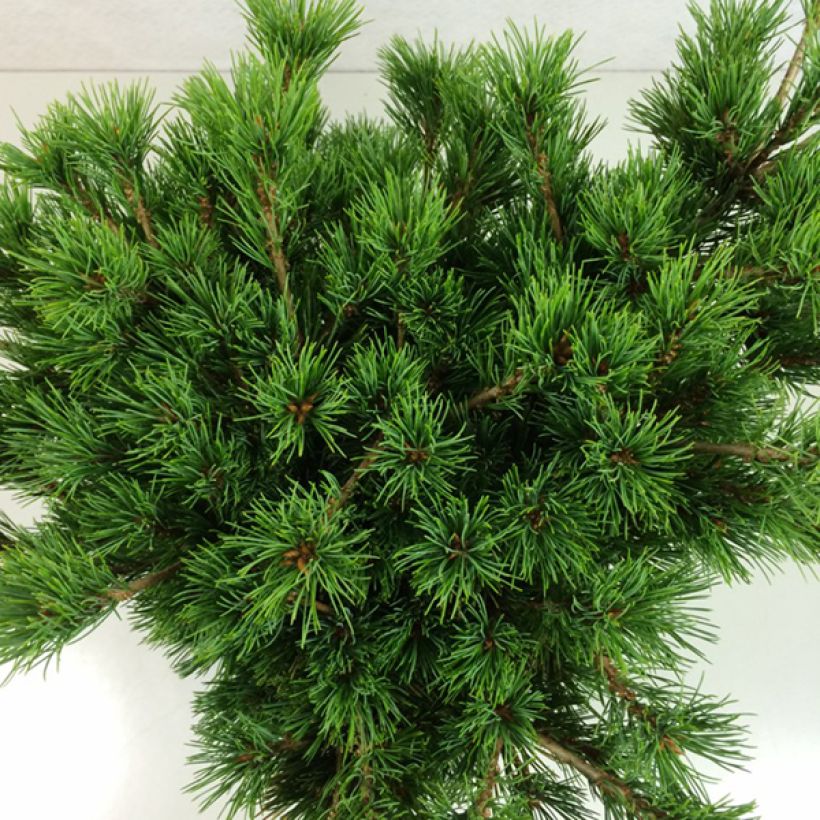 Pinus parviflora Kokuho (Fogliame)