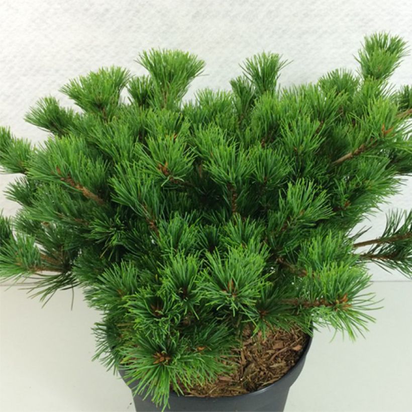 Pinus parviflora Kokuho (Porto)