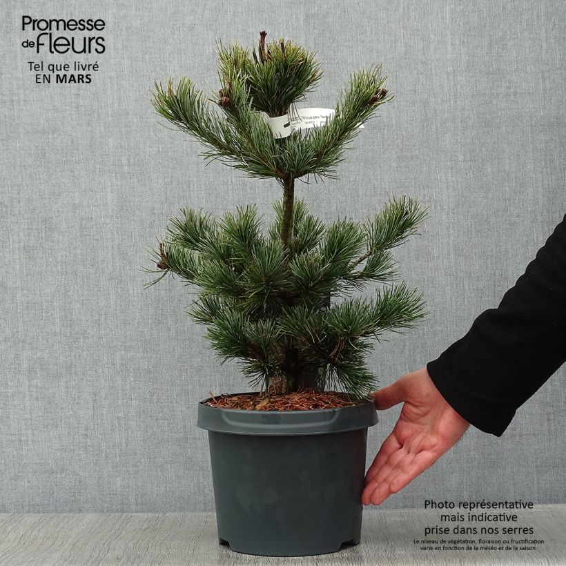 Pinus parviflora Negishi - Pin blanc japonais Pot de 4L/5L esemplare consegnato in inverno