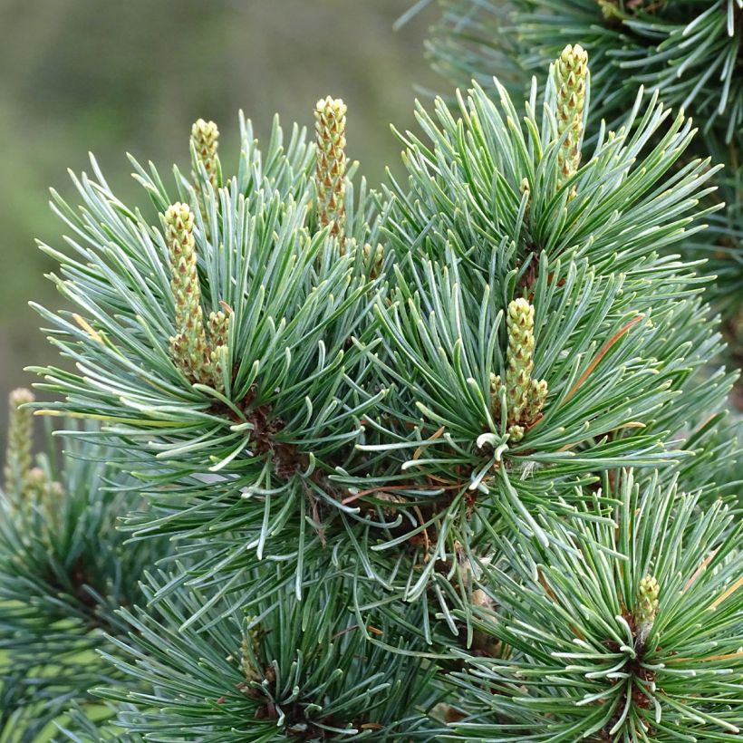 Pinus parviflora Negishi (Fogliame)