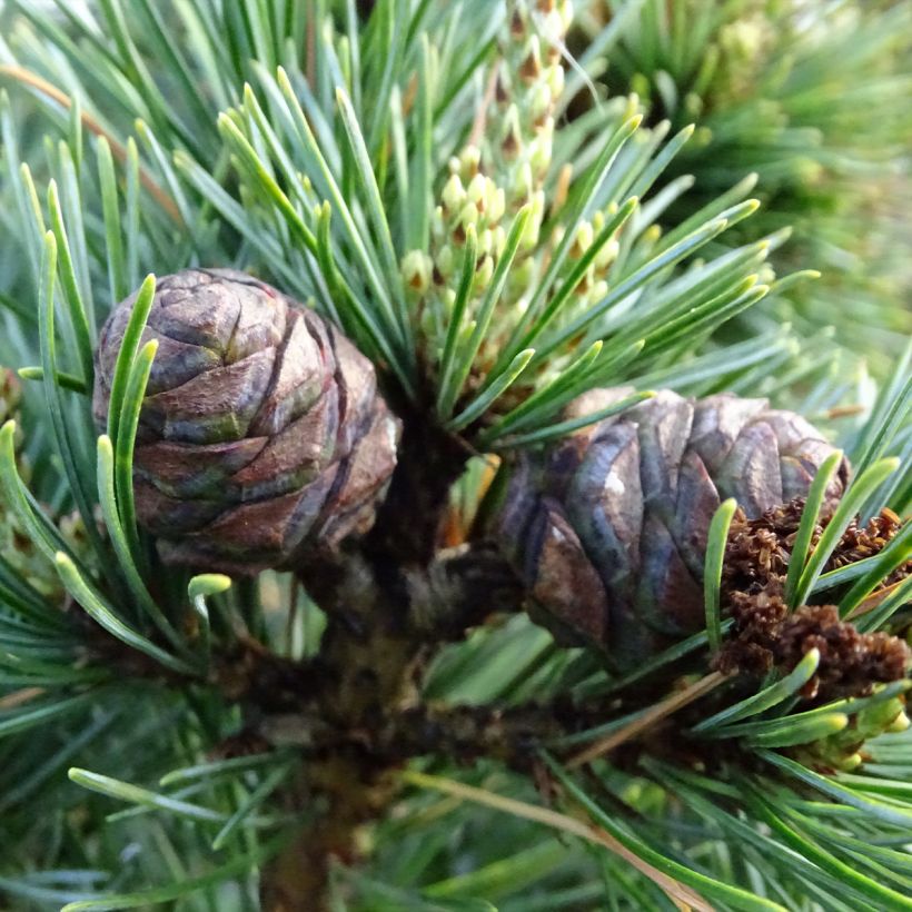 Pinus parviflora Negishi (Raccolta)