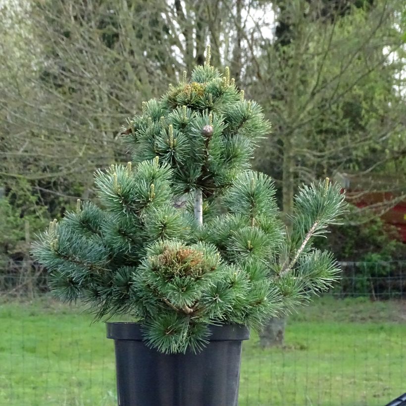 Pinus parviflora Negishi (Porto)