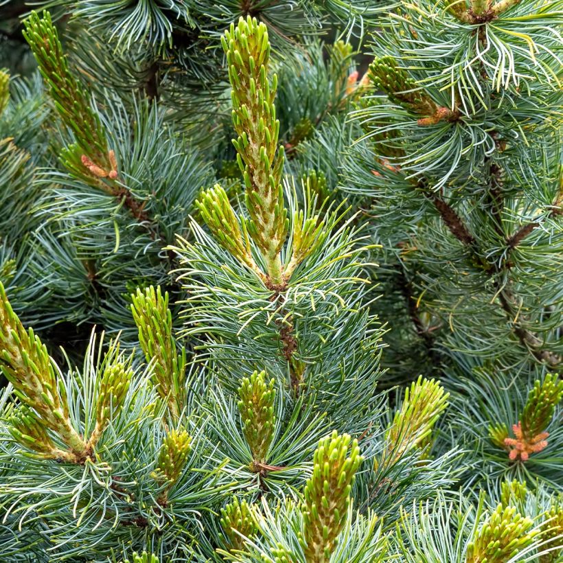 Pinus parviflora Tempelhof (Fogliame)