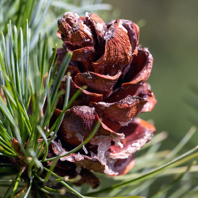 Pinus parviflora Tempelhof (Raccolta)