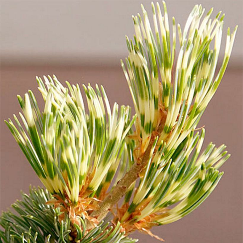 Pinus parviflora Fukai (Fogliame)