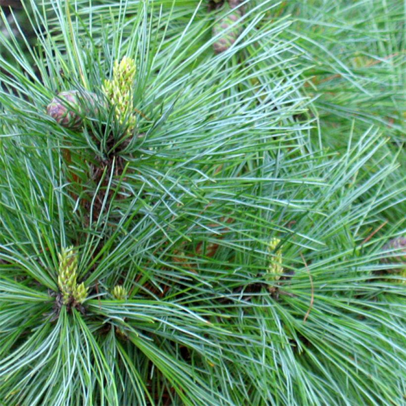 Pinus peuce (Fogliame)