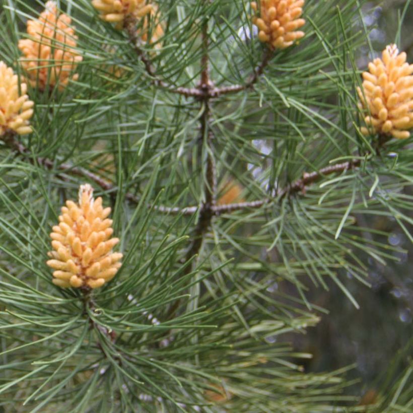 Pinus pinaster - Pino marittimo (Fogliame)