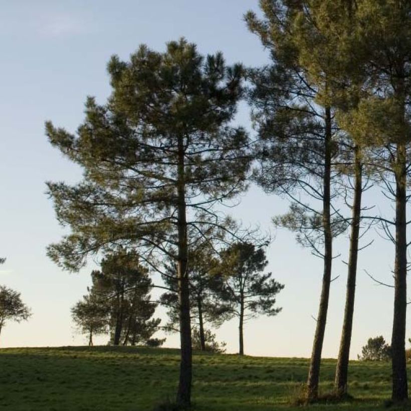 Pinus pinaster - Pino marittimo (Porto)